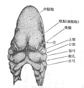 32ڂَ̑