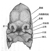 34ڂَ̑