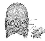 38ڂَ̑